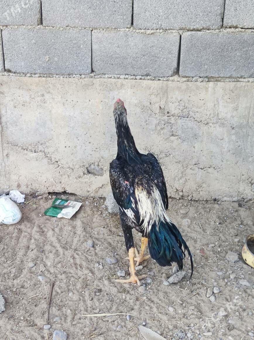 taskent horaz - Анев - img 3