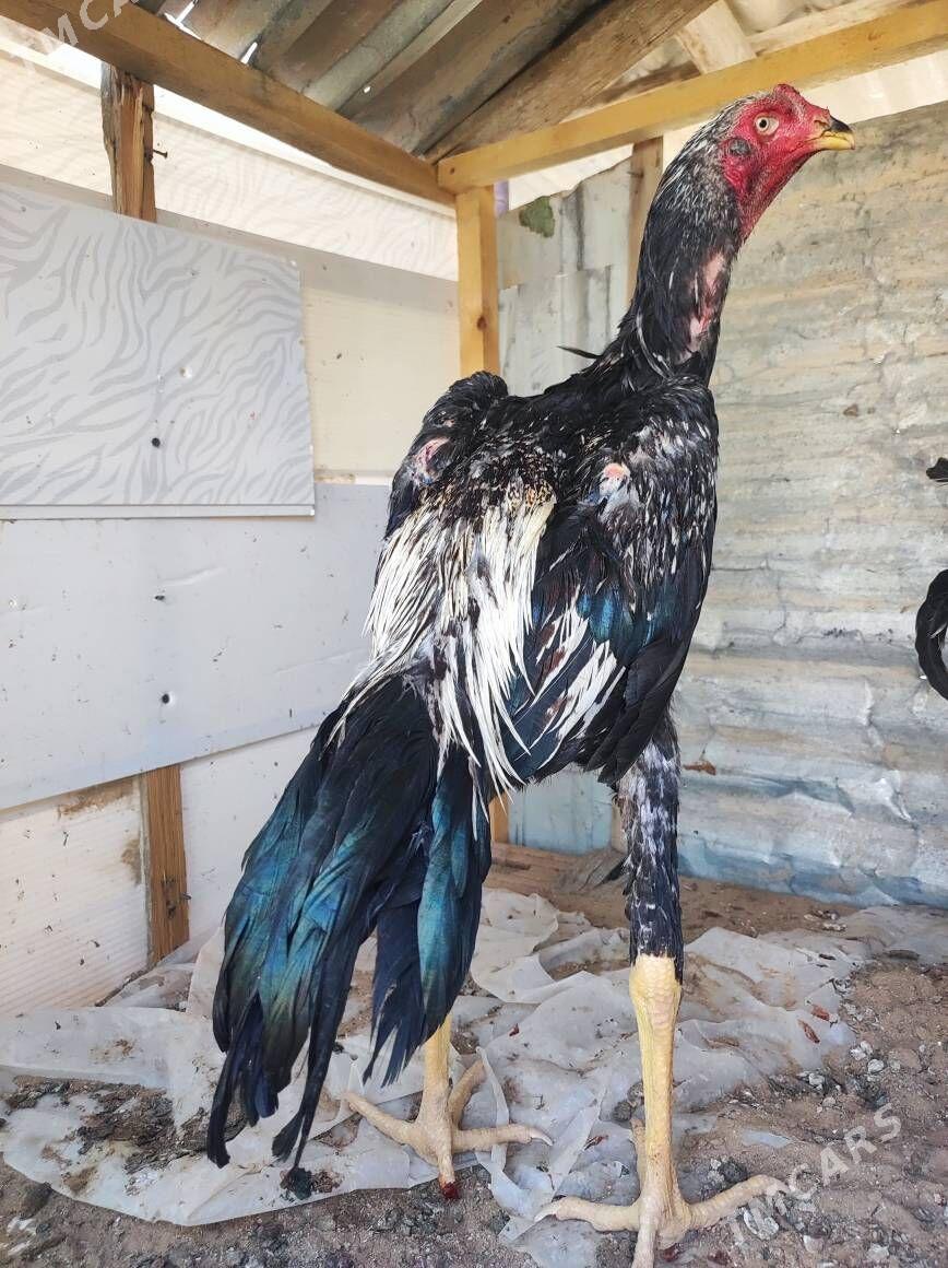 taskent horaz - Анев - img 4