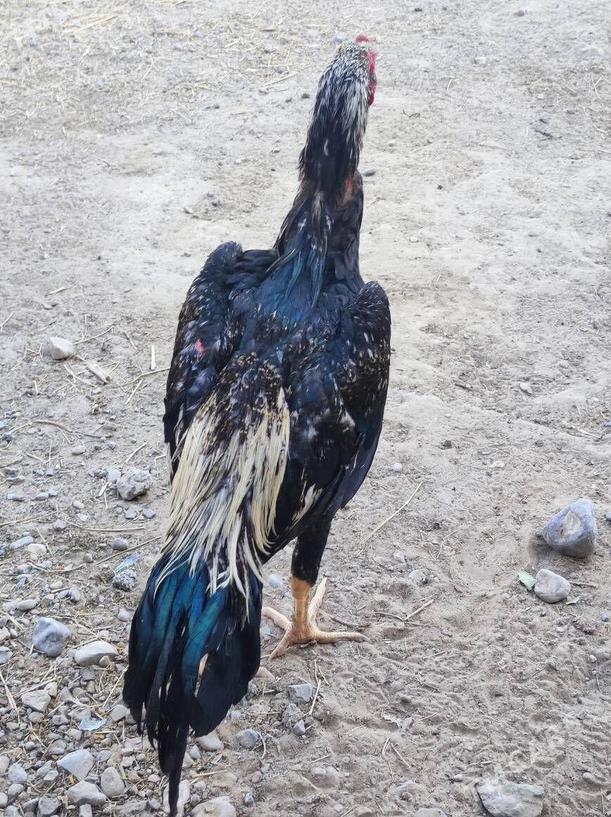 taskent horaz - Анев - img 2