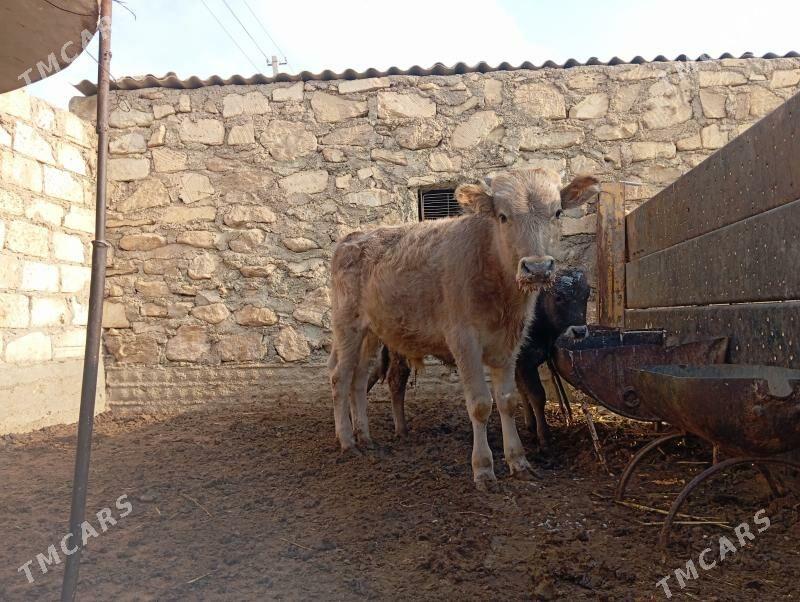 öküz - Балканабат - img 3