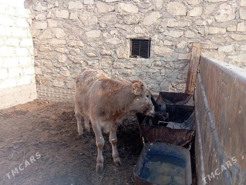 öküz - Балканабат - img 2