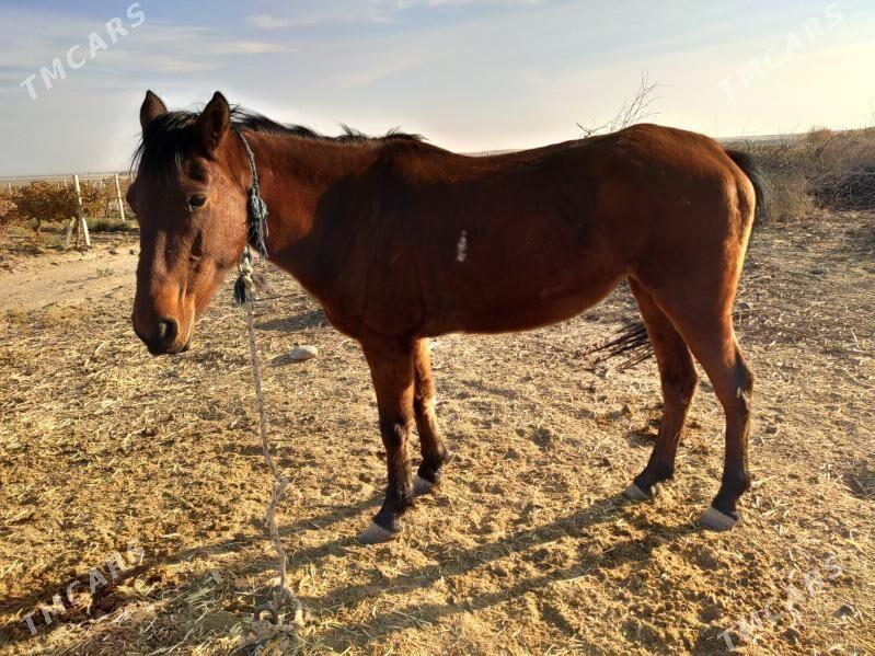 Bedew at baytal - Aşgabat - img 1