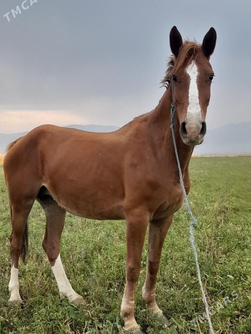 at baytal - Bäherden - img 9