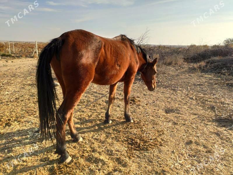Bedew at baytal - Aşgabat - img 2