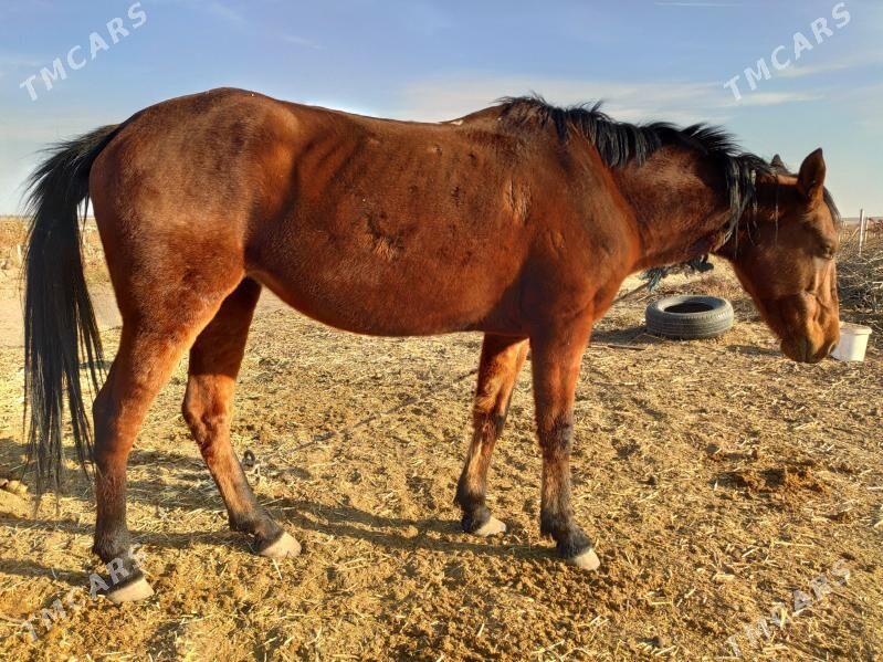 Bedew at baytal - Aşgabat - img 3