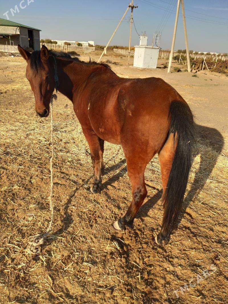 Bedew at baytal - Aşgabat - img 4