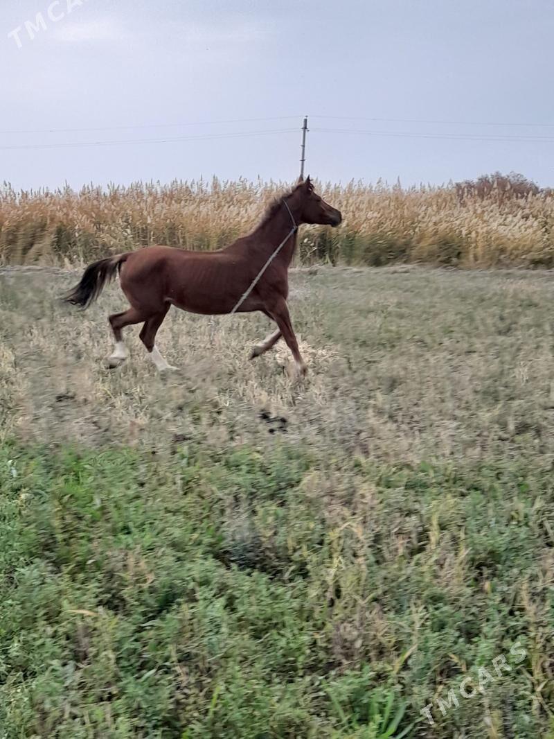 at baytal - Bäherden - img 2