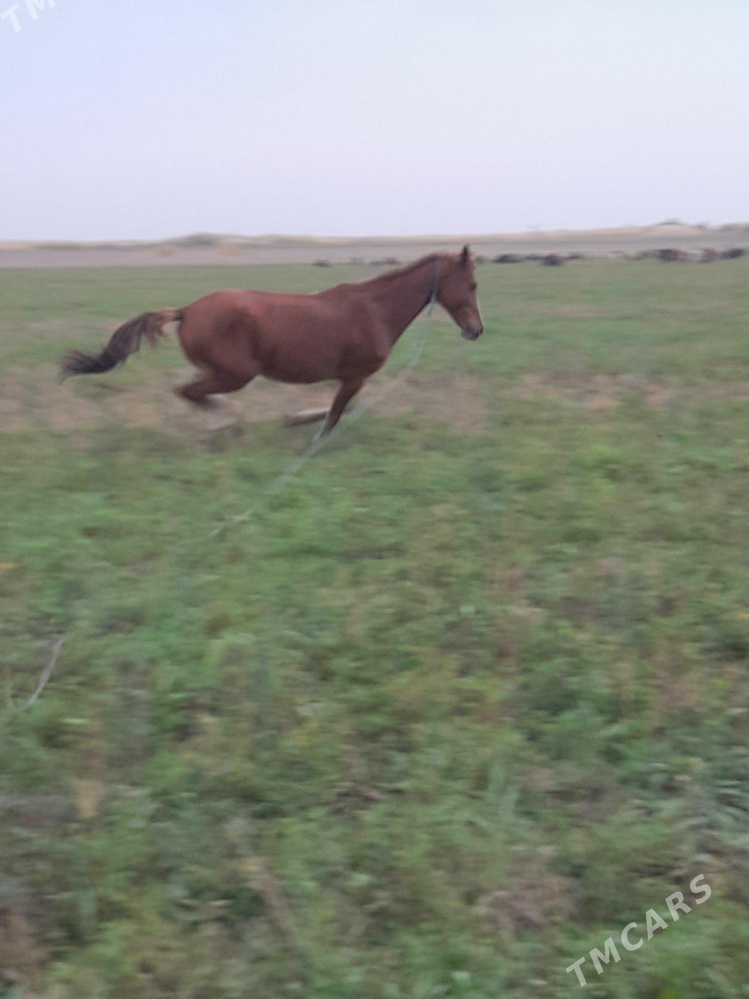 at baytal - Bäherden - img 3