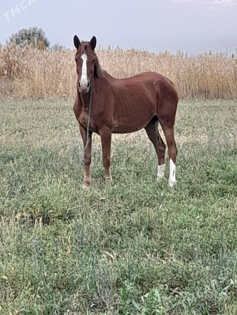 at baytal - Bäherden - img 6