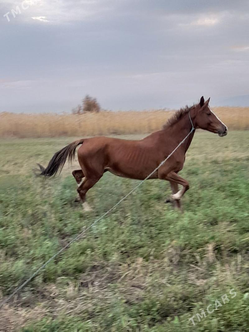 at baytal - Bäherden - img 4