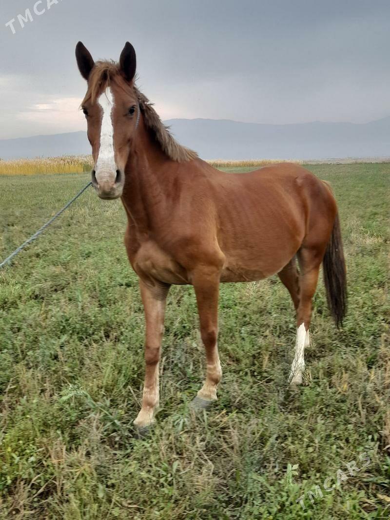 at baytal - Bäherden - img 7