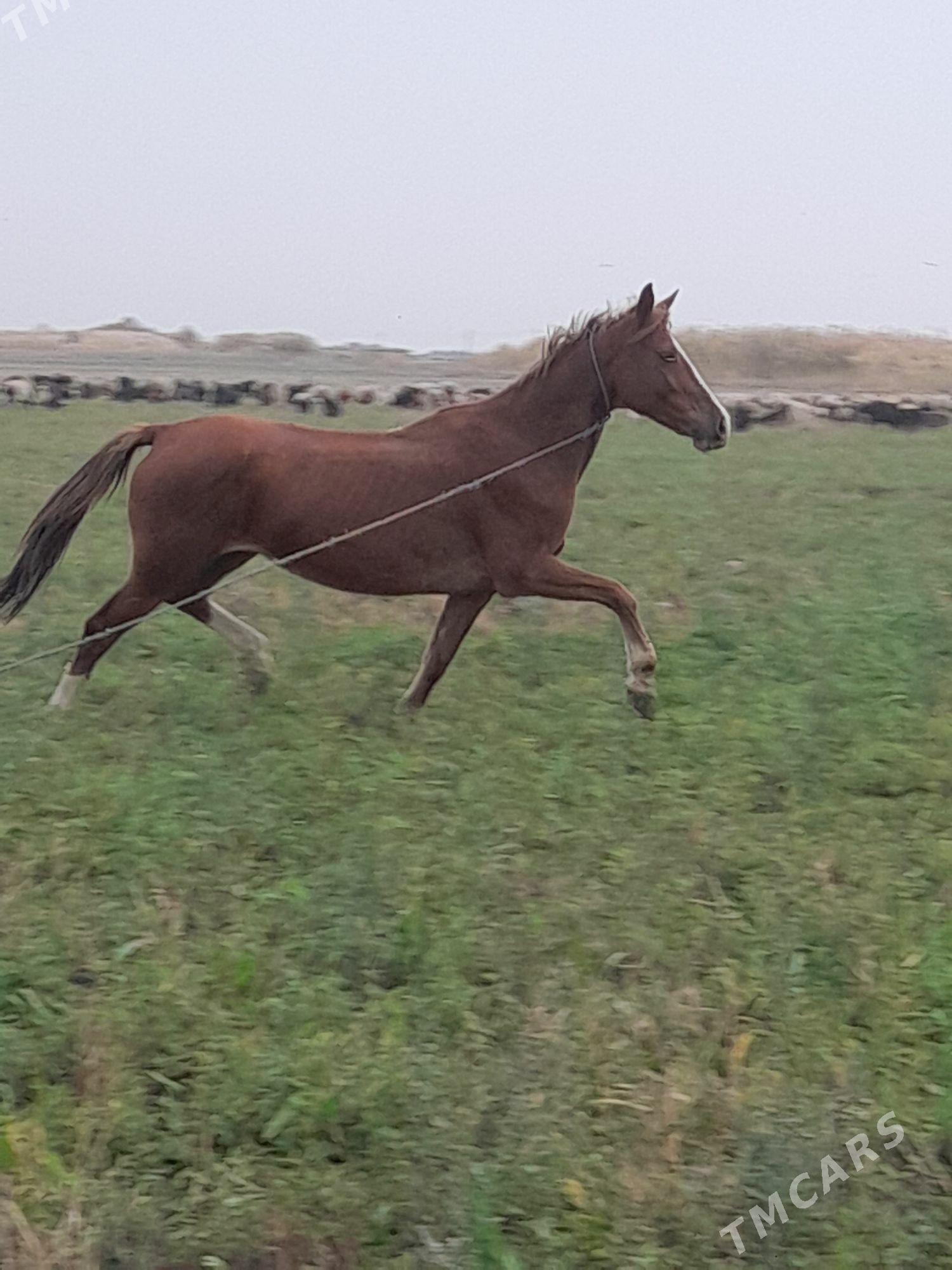 at baytal - Bäherden - img 5