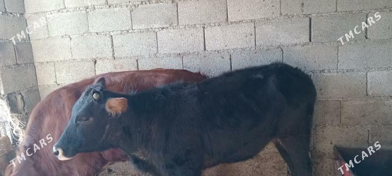 сыгыр - Büzmeýin - img 2