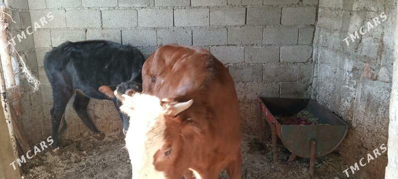 сыгыр - Büzmeýin - img 1