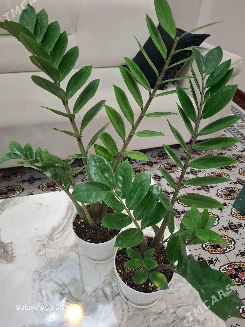 gul комнатные растения - Мир 2 - img 2