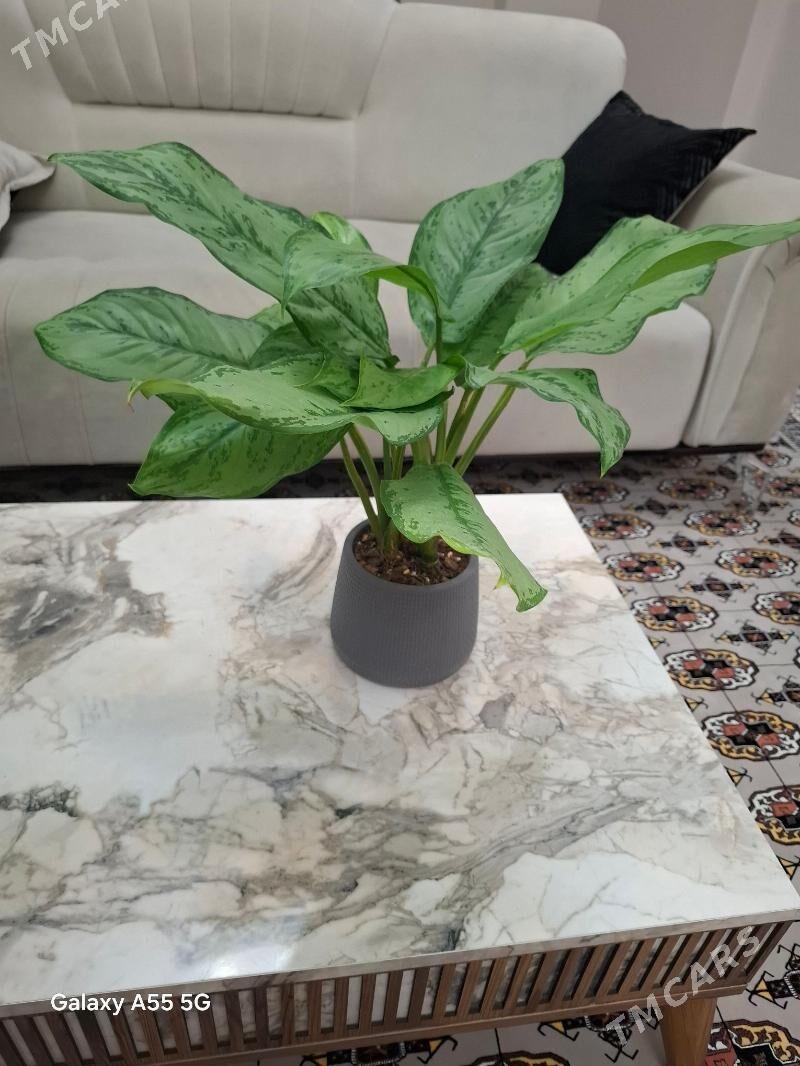 gul комнатные растения - Мир 2 - img 4