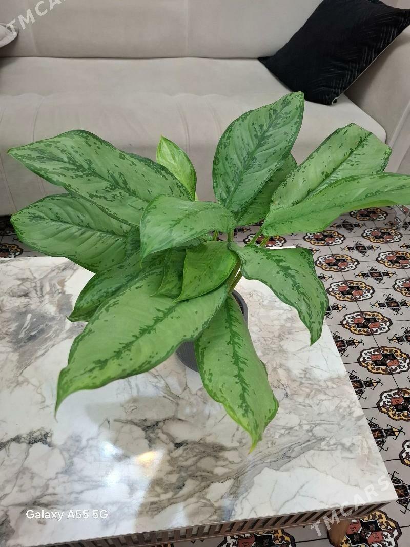 gul комнатные растения - Мир 2 - img 3