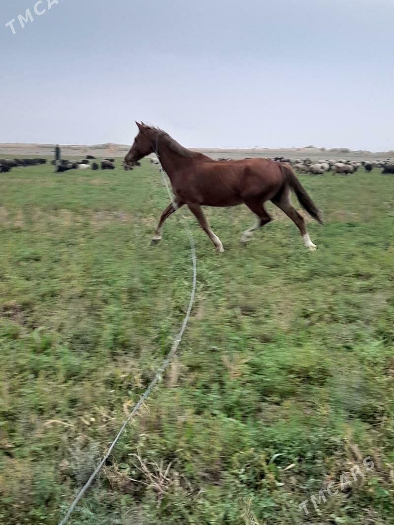 at baytal - Bäherden - img 8