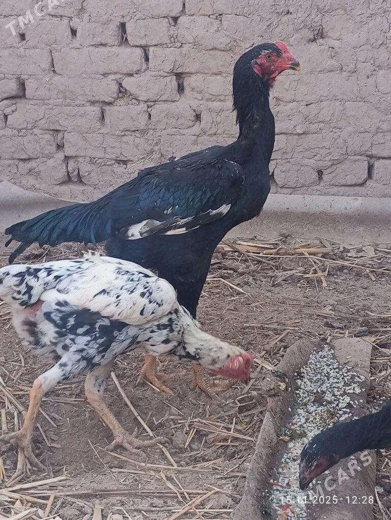 horaz - Akdepe - img 2