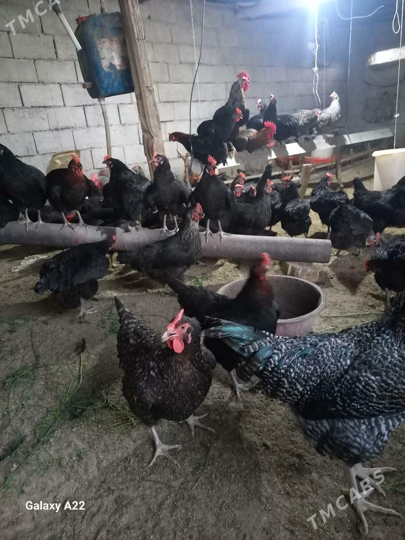 ataks towyk - Ак-Бугдайский этрап - img 2