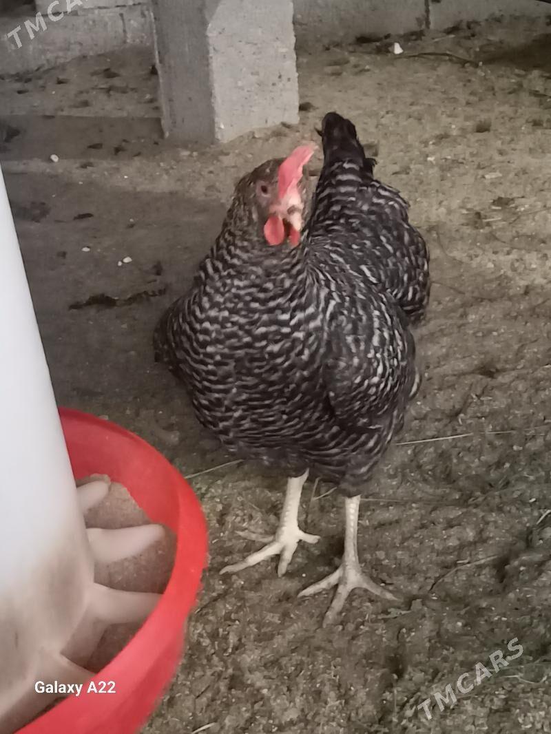 ataks towyk - Ак-Бугдайский этрап - img 1