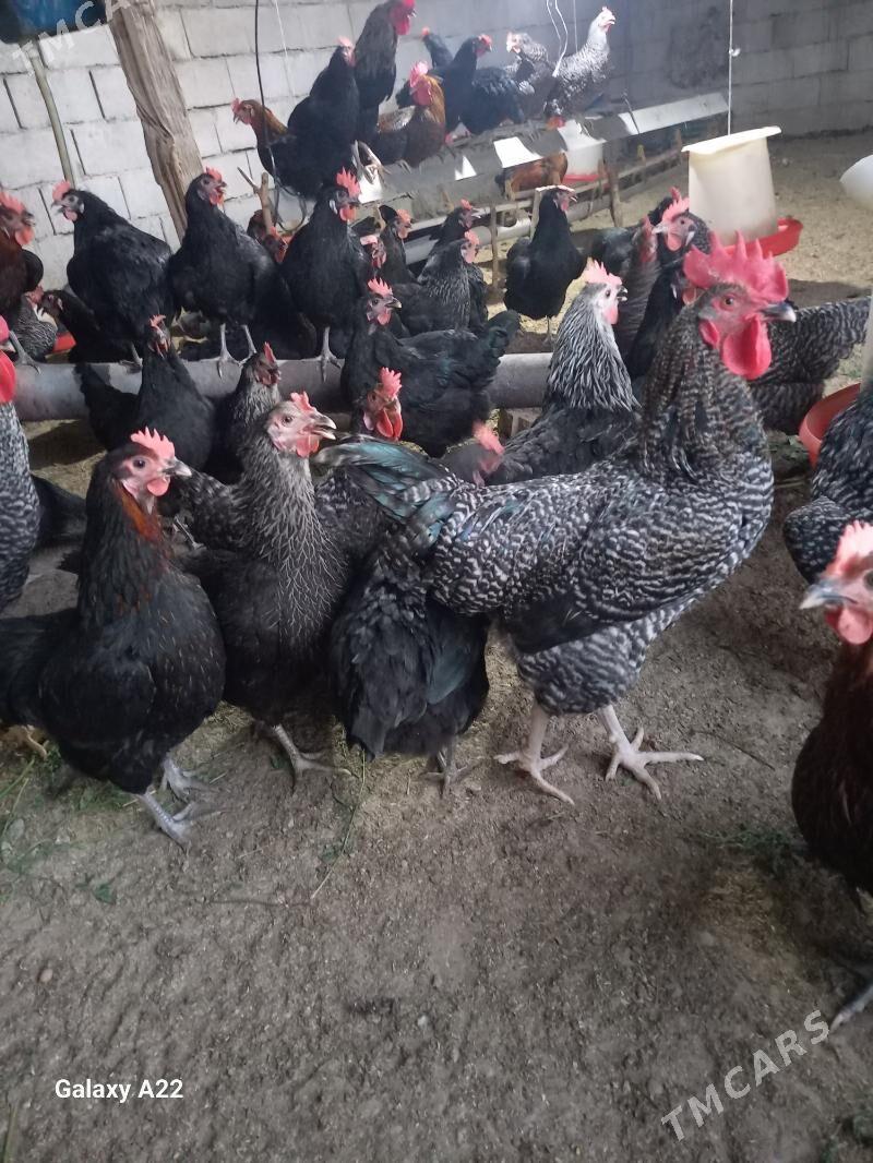 ataks towyk - Ак-Бугдайский этрап - img 3