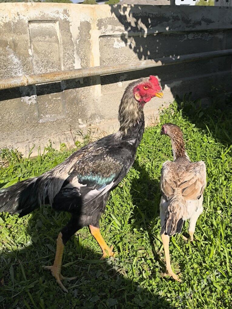 Taşkent horaz - Анев - img 1