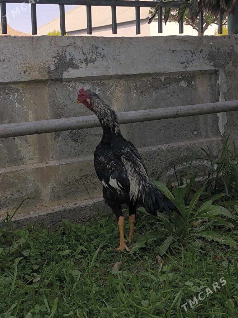 Taşkent horaz - Анев - img 4