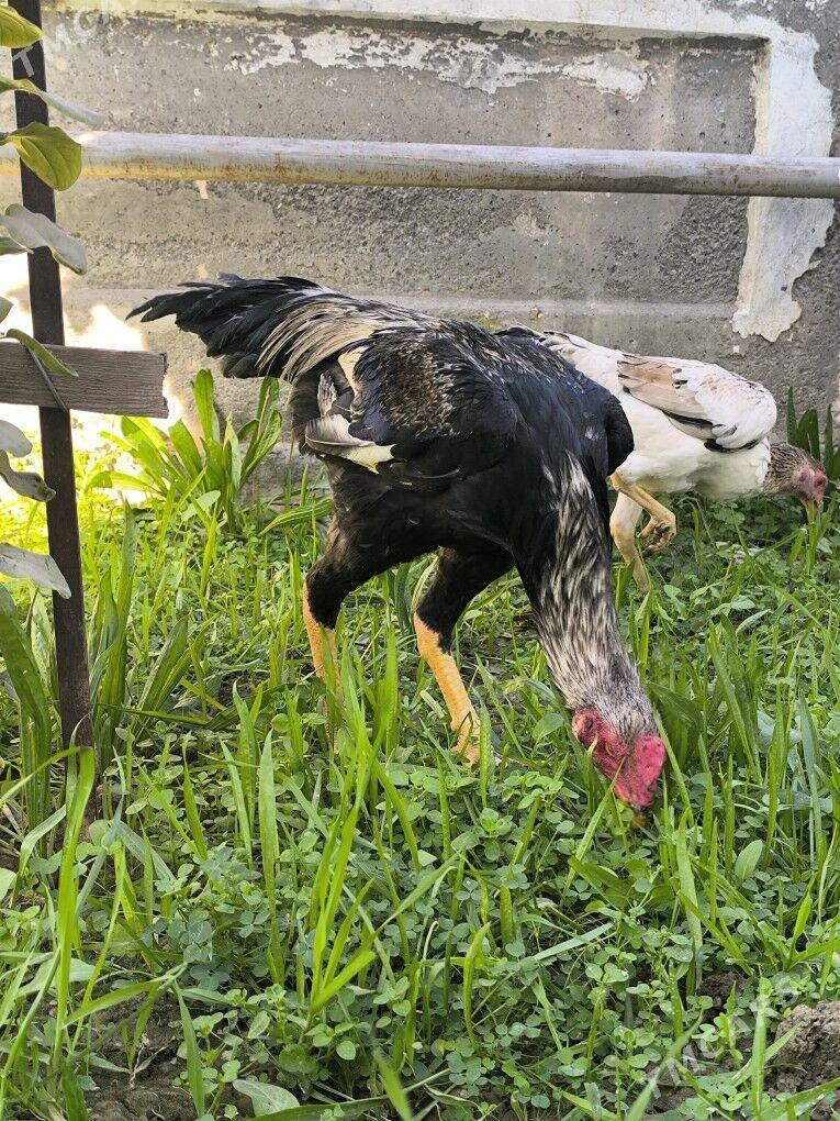 Taşkent horaz - Анев - img 3