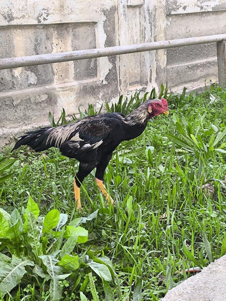 Taşkent horaz - Анев - img 5