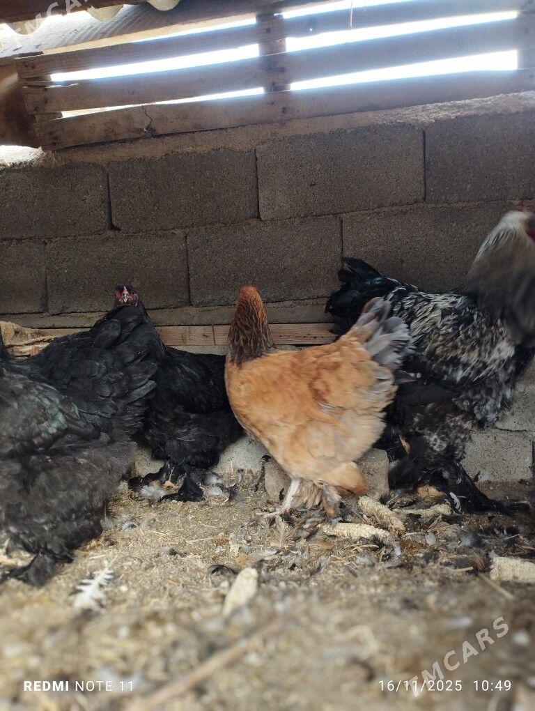 Byrama - Бузмеин - img 4