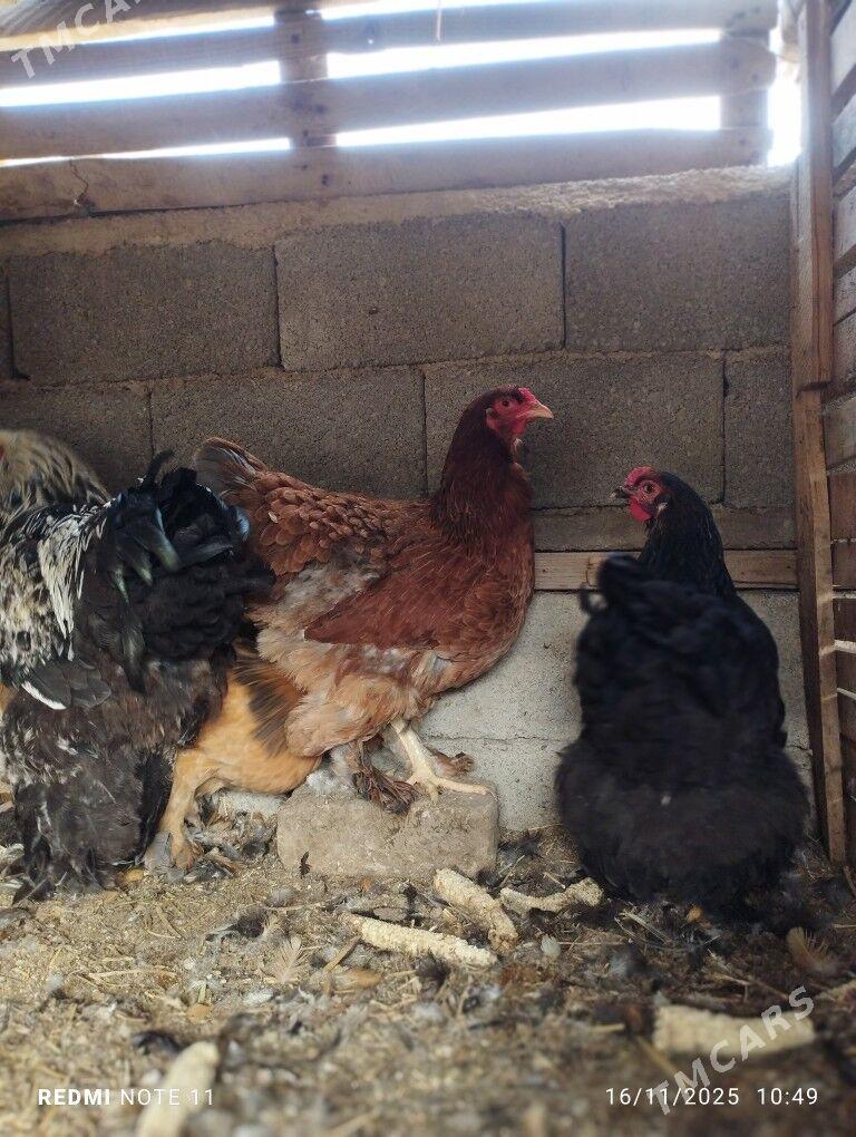 Byrama - Бузмеин - img 3