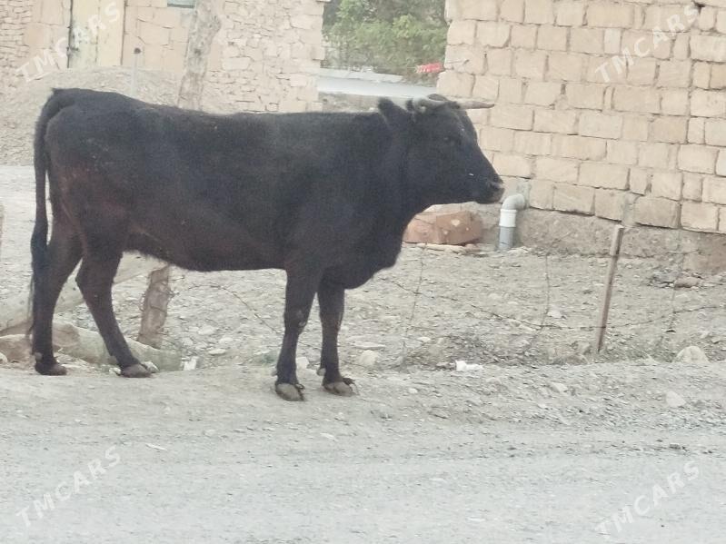 Tohum Sygyr - Gyzylarbat - img 2