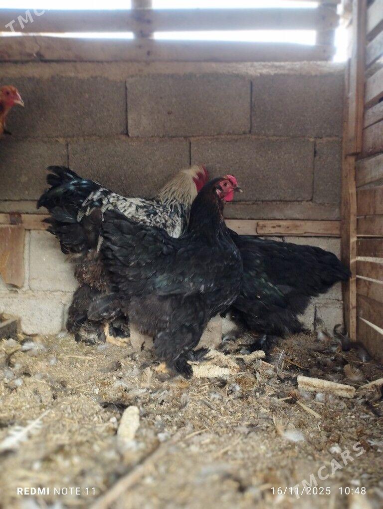 Byrama - Бузмеин - img 2