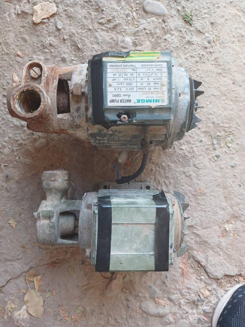 shimga 80lik - Sakarçäge - img 1