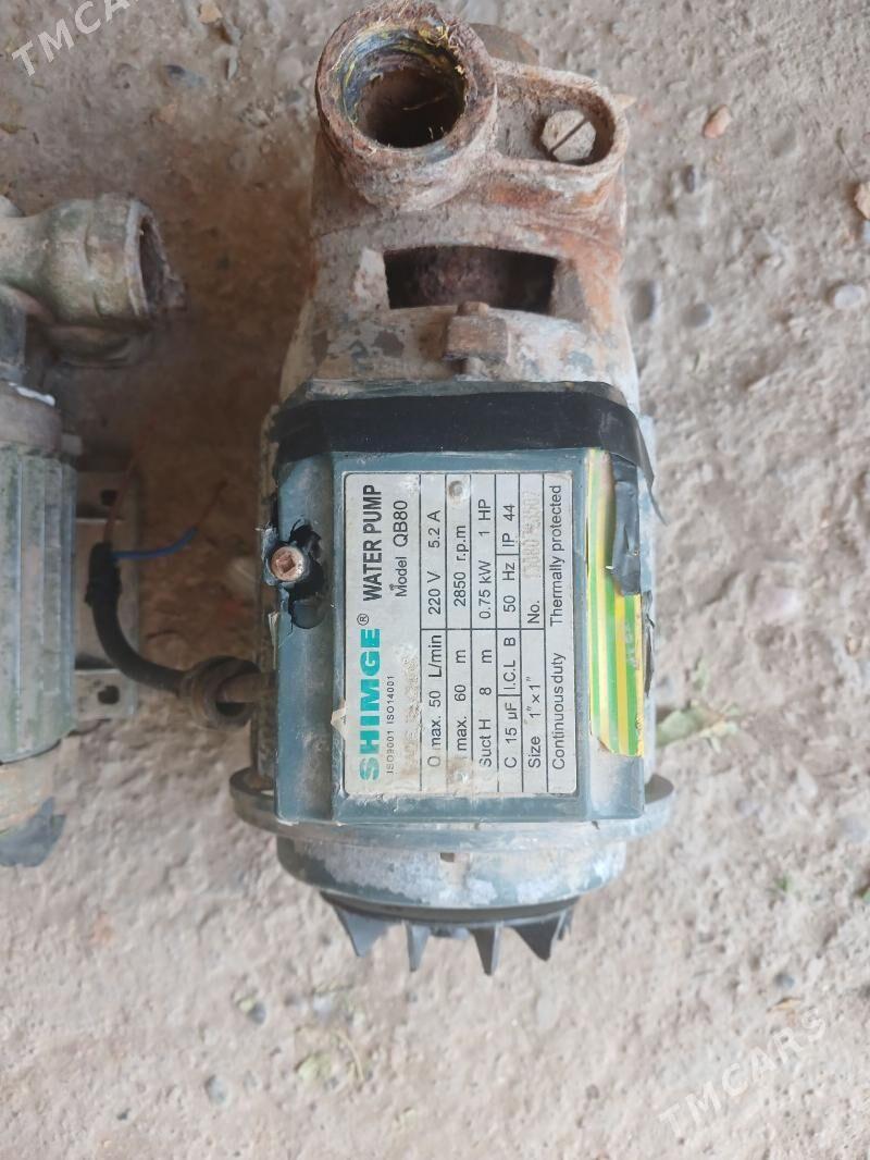 shimga 80lik - Sakarçäge - img 2