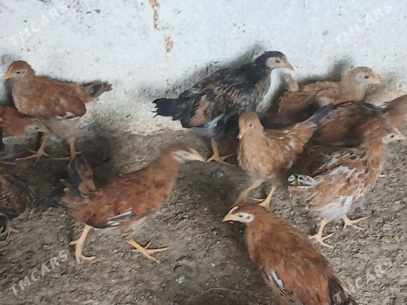 juje 3 ay - Aşgabat - img 2