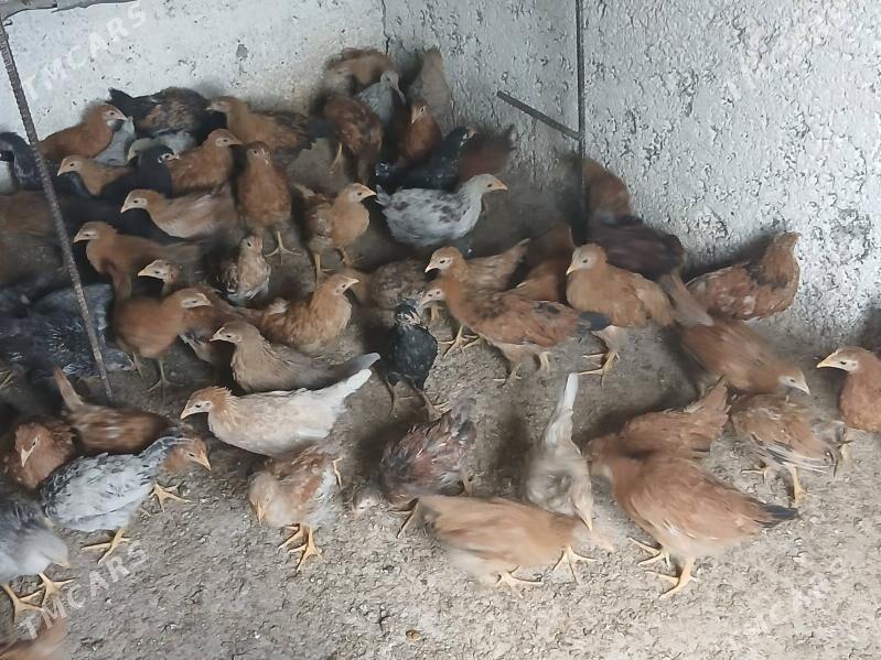 juje 3 ay - Aşgabat - img 3