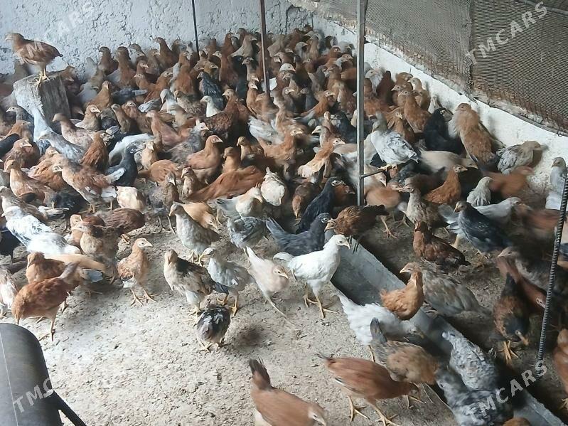 juje 3 ay - Aşgabat - img 5