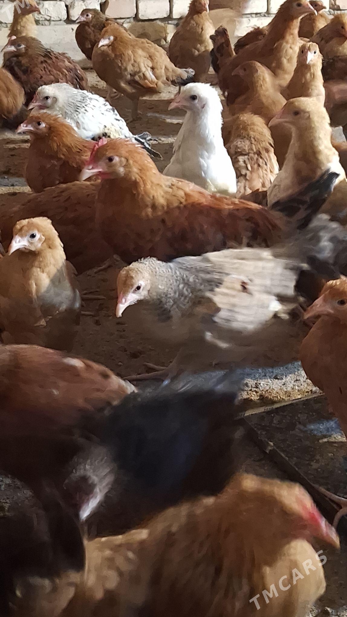 juje - Анев - img 1