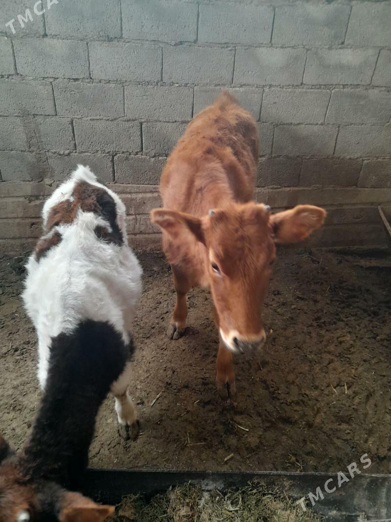 bir okuzce ikisi urbo - Jebel - img 1