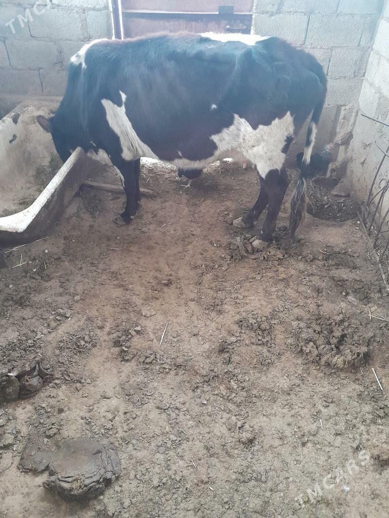 bir okuzce ikisi urbo - Jebel - img 2