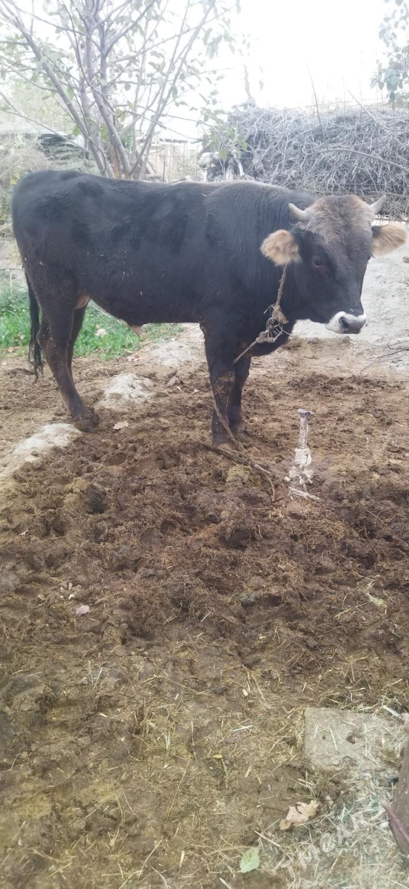 Öküz - Bäherden - img 2