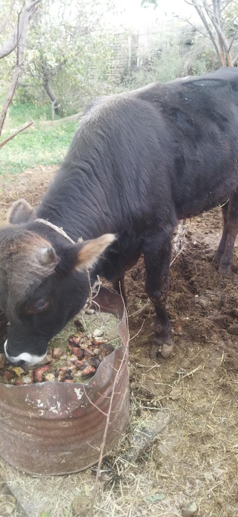 Öküz - Bäherden - img 4