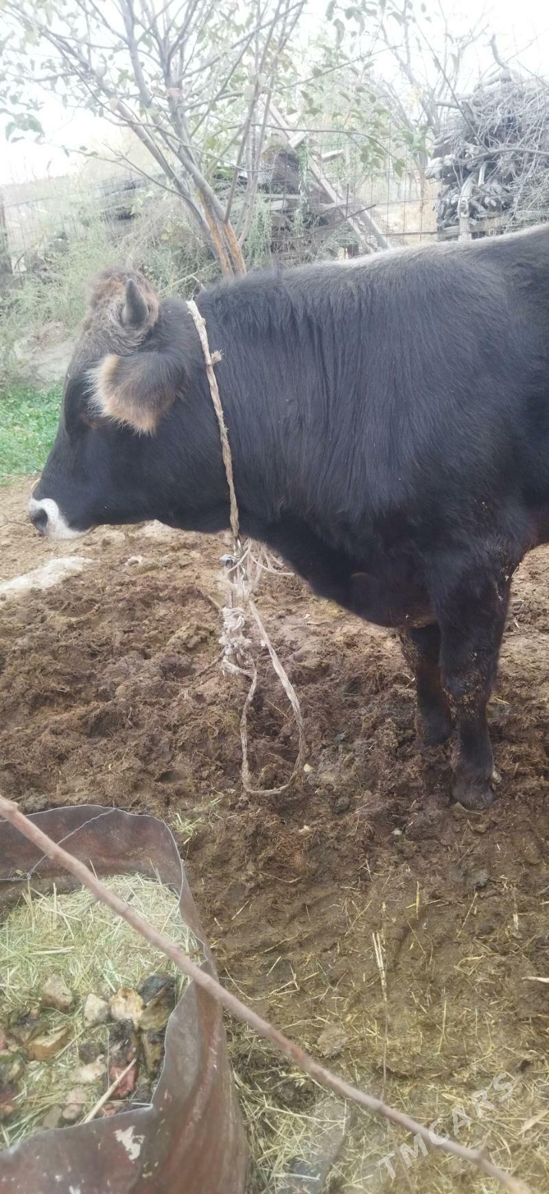 Öküz - Bäherden - img 1