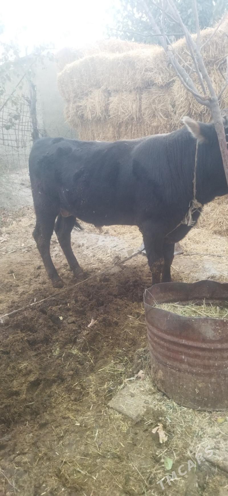 Öküz - Bäherden - img 5