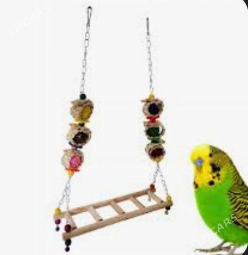 Gus setklar imleri - Ашхабад - img 4