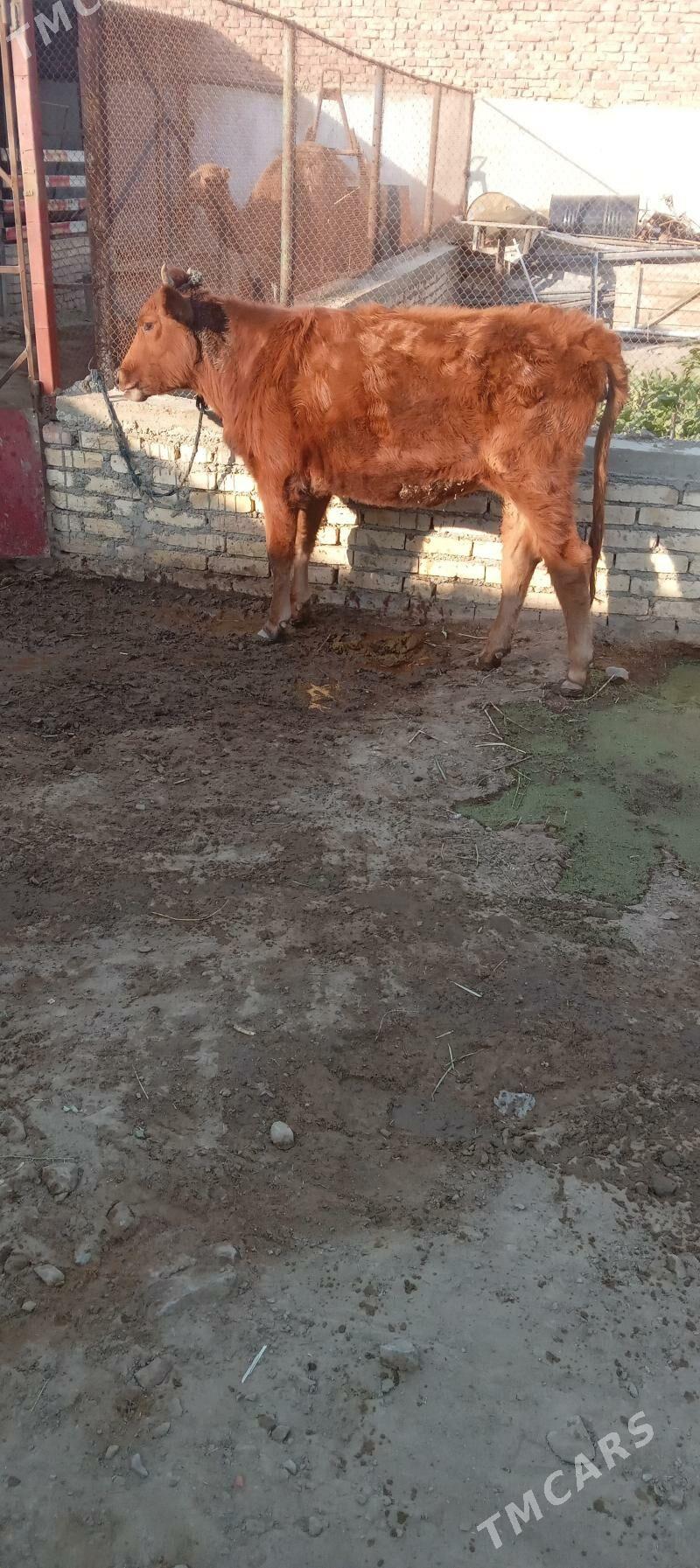 gacar - Bereket - img 1