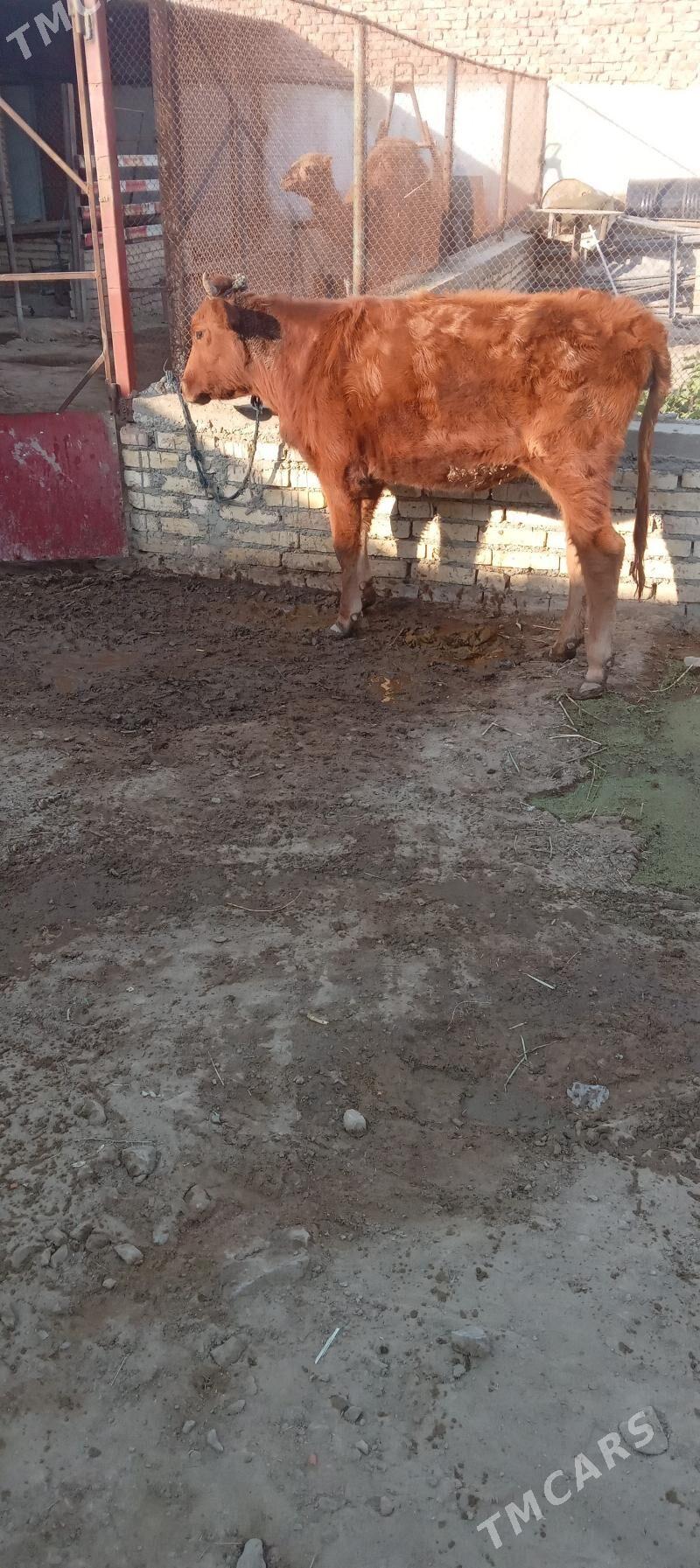 gacar - Bereket - img 2