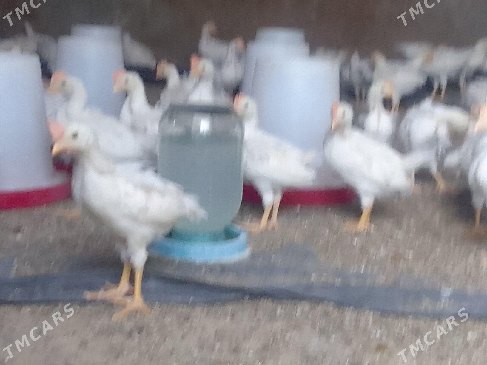 juyje - Bagyr - img 2